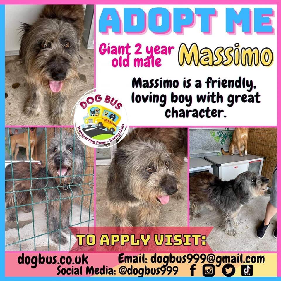 dogbus999's tweet image. Massimo is on the lookout for his forever home. This 2 year old is ever so special as not only friendly but has tons of character and will keep you entertained. Massimo is a large dog but ever so gentle. Could you be the one to take this lovely boy home 🏡 docs.google.com/forms/d/e/1FAI…