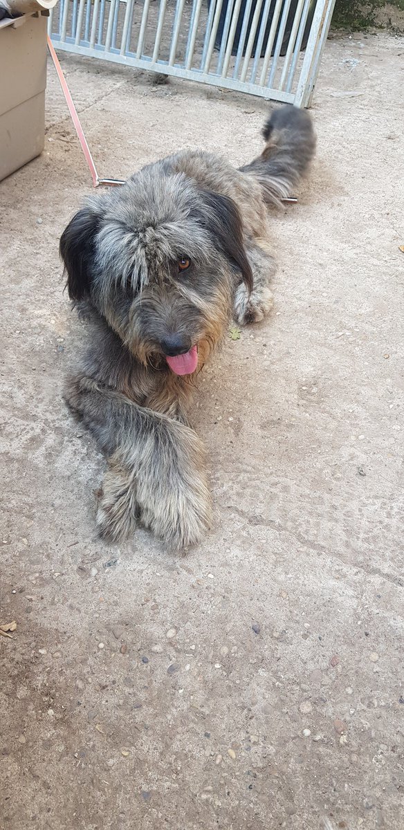 dogbus999's tweet image. Massimo is on the lookout for his forever home. This 2 year old is ever so special as not only friendly but has tons of character and will keep you entertained. Massimo is a large dog but ever so gentle. Could you be the one to take this lovely boy home 🏡 docs.google.com/forms/d/e/1FAI…