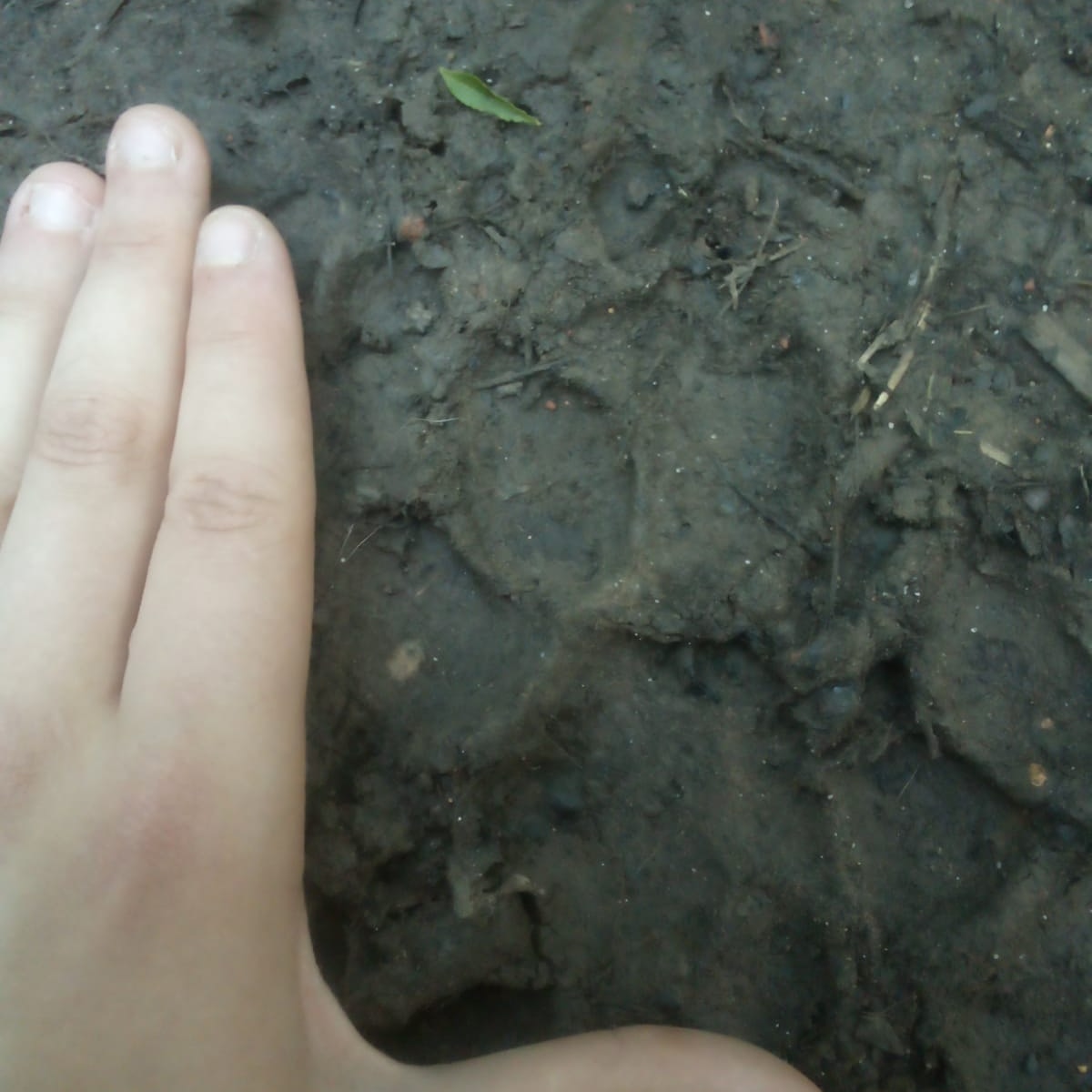 Found another one!!! 

It has no visible claw marks, tear drop shaped toes, not narrow but wide.

This print I believe to be a front paw print of a puma (cougar) since measuring by my hand it's 8.1cm.

#bigcatuk #bigcatsuk   #bigcatfootprint  #bigcatsightinguk #bigcatsighting