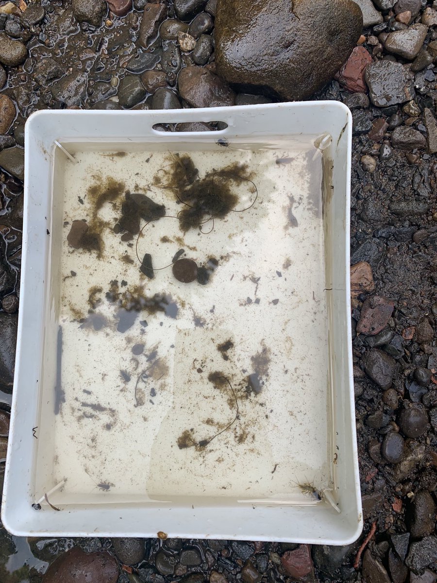 What can you see in here? #Outdoor #OutdoorLearning ⁦<a href="/WOLCT/">Water of Leith Conservation Trust</a>⁩ ⁦@GreenTeamEdin⁩ so much life in The Water of Leith today