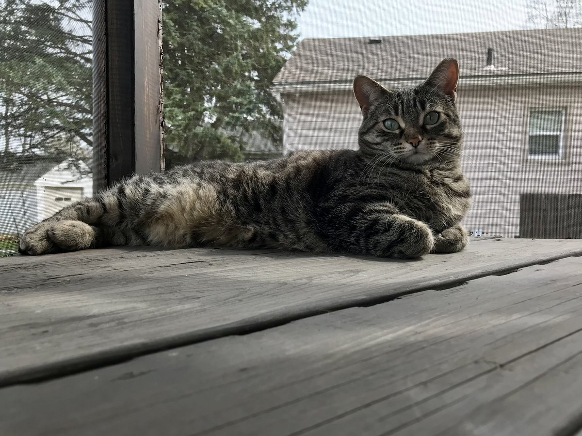 TracyJohnston70's tweet image. My beautiful Maya enjoying the summer weather lounging safely in our screened in patio! #PVCastingCall2021 @petvalu #beautifulblueeyes #beautifuleyes #myfurbaby