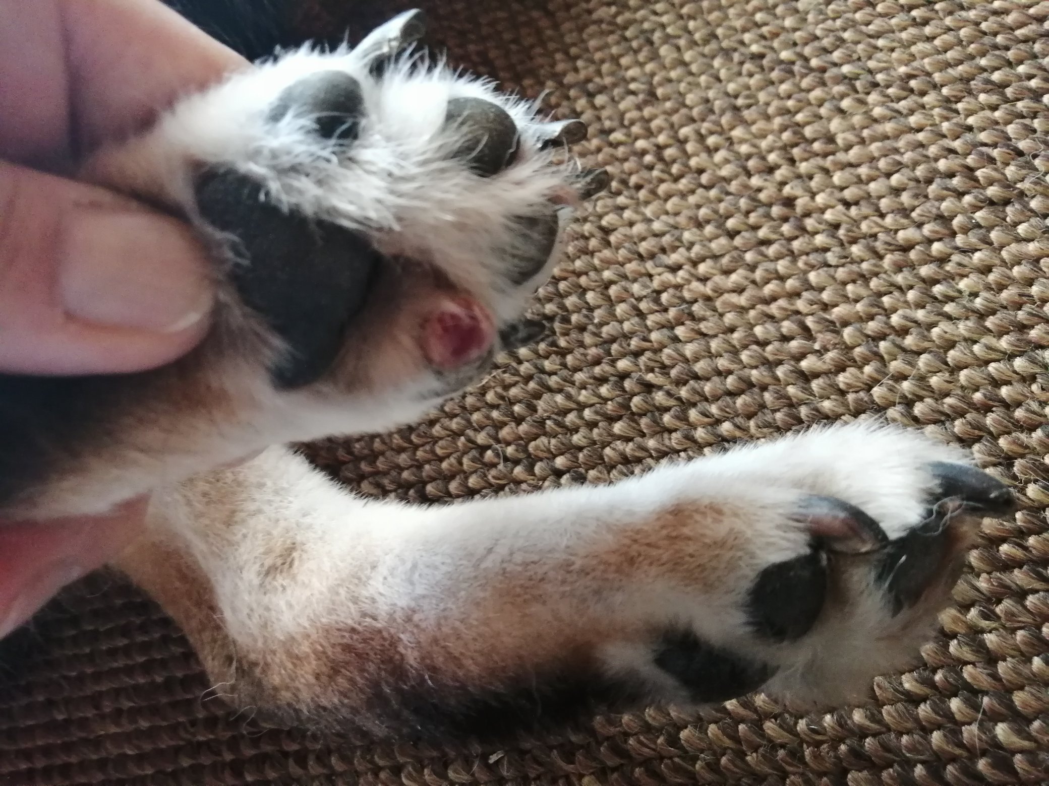 黒柴保護犬奮闘記 りるママ 古民家 情報発信中 Bali A Com Twitter
