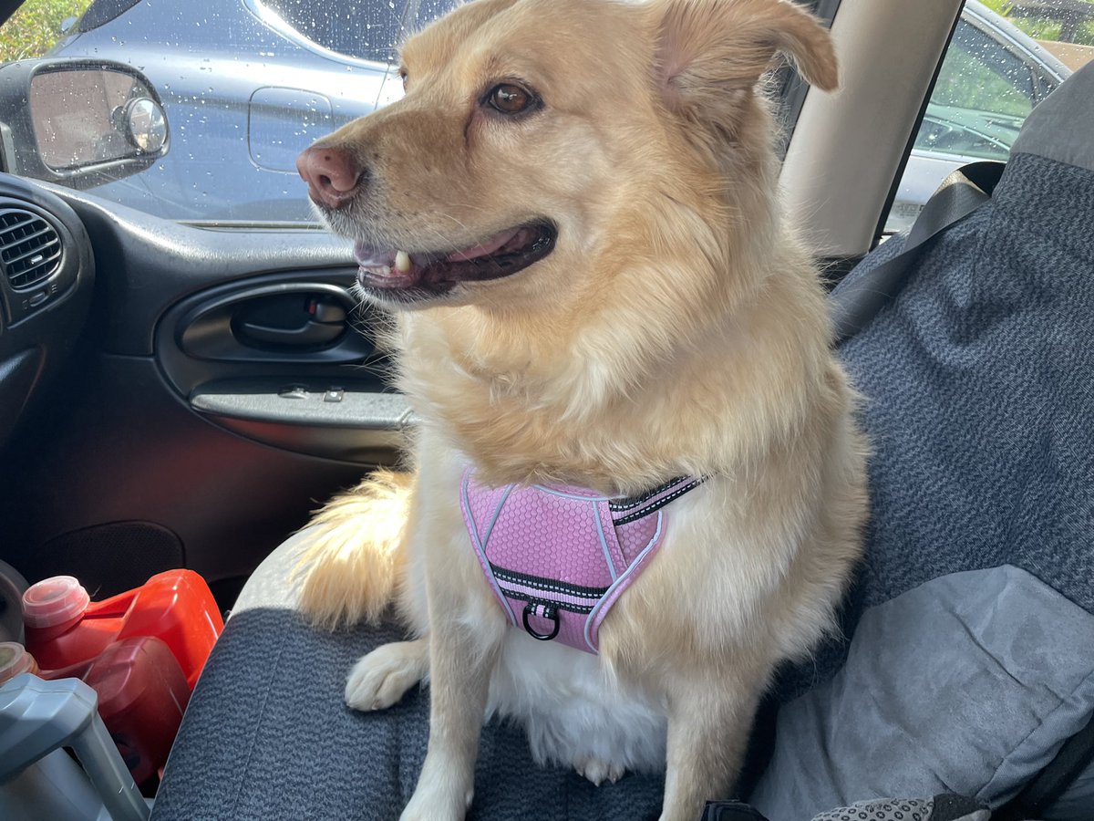 My helper Daisy. She is the best helper ever! 🙂💕🐶 #dogsoftwitter #animals #GRC #Your Pet #dogs