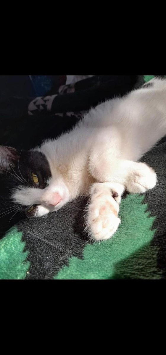fatiiper's tweet photo. HOLA! Gente, hoy vengo a pedirles porfa porfa una ayuda, Morita💜 es la luz en casa y nos necesita, sabemos que no es un buen momento para todos pero toda ayuda suma 🥺 😭

RT PORFA🙏🏽😭 https://t.co/hT04b2XHAZ