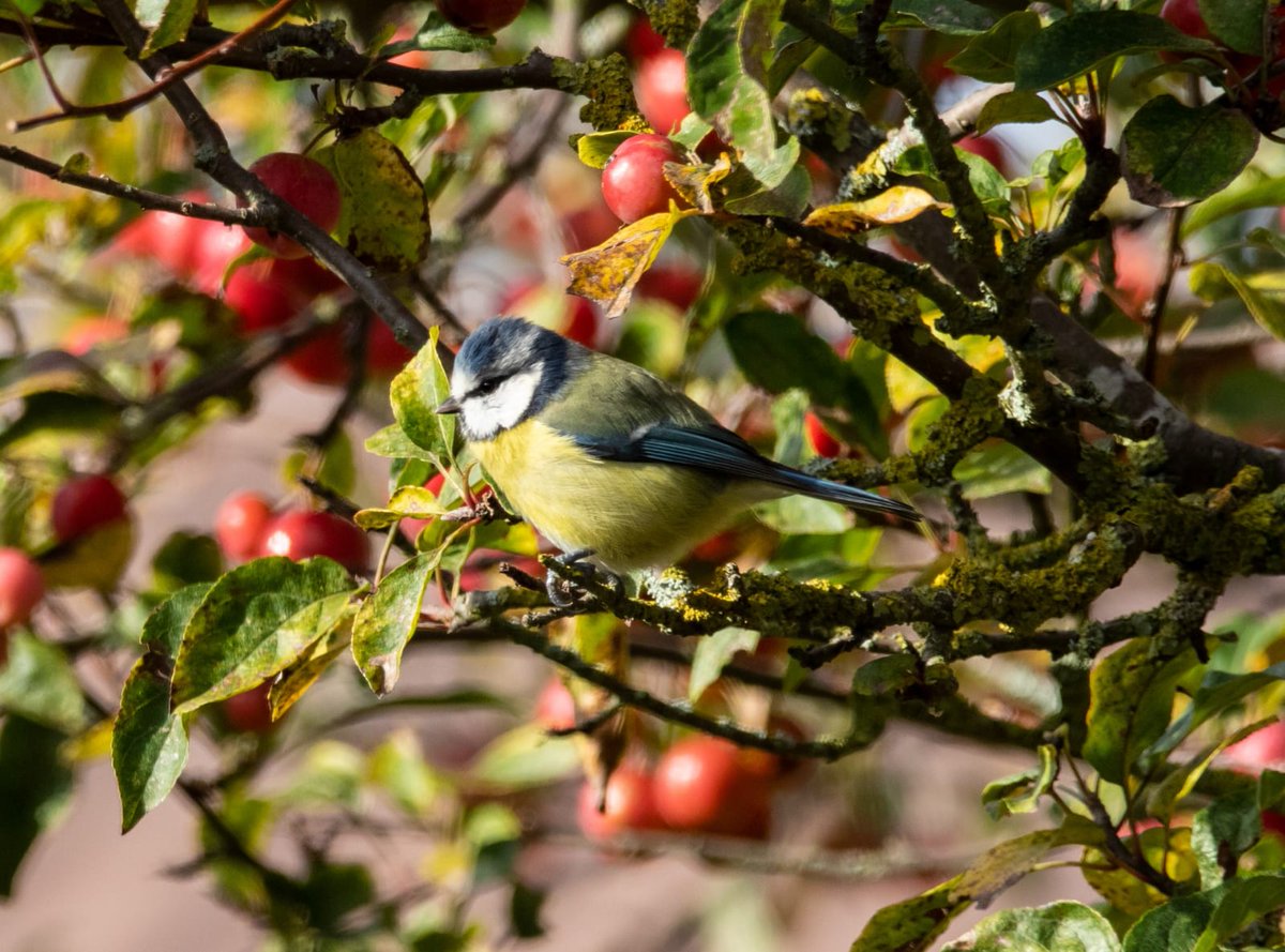 ¡Buenas noches birders!🦅
Hoy es el último lunes de Julio y os traemos una noticia muy interesante. 

LA DISEMINACIÓN DE SEMILLAS POR LAS AVES SE VE AFECTADA POR EL CAMBIO CLIMÁTICO.

Si queréis leer la noticia completa, pinchad en el siguiente enlace⬇️

tiempo.com/ram/la-disemin…