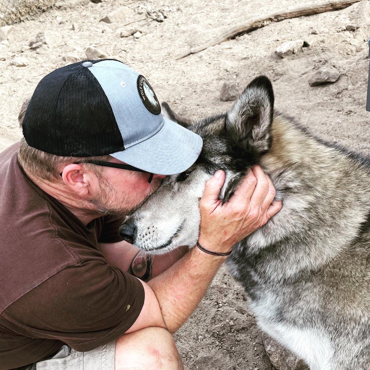 Johnwould's tweet photo. Can rescue more wolves from roadside attractions,fur farms,and people who thought it was a good idea to have a wolf as a pet (it’s not). Cannot wait to get back and spend some more time learning from them. #youcanttrickawolf #wolfconnection https://t.co/VtB6efAClQ