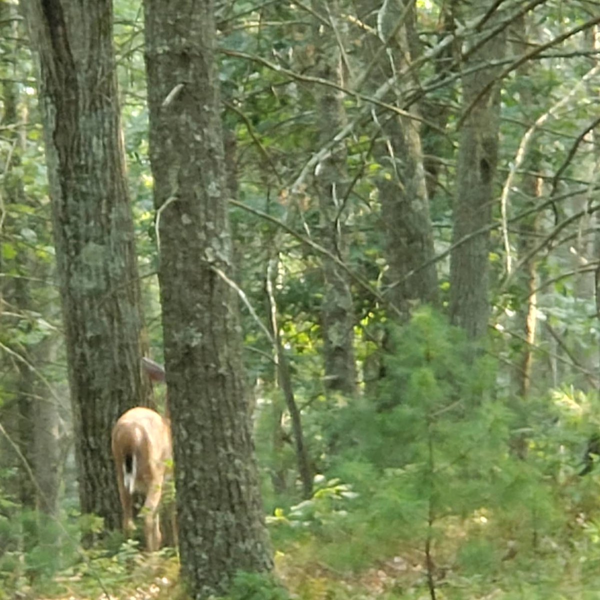 JimRich62's tweet photo. Empty trails when it's hot well except for these 4 legged fury friends One stood right on the trail as I was cresting the hill and stared at me for a bit We talked about how nice it was that people stayed home during the heat Then they walked in a little deeper and started eating https://t.co/YUwhA0XI7g