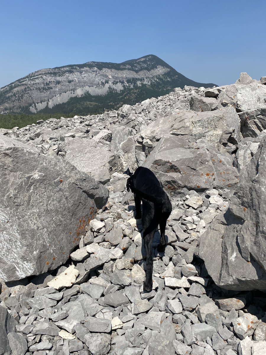 eeosar's tweet photo. Mountain puppy 🥰 https://t.co/JE3UFCTaPB