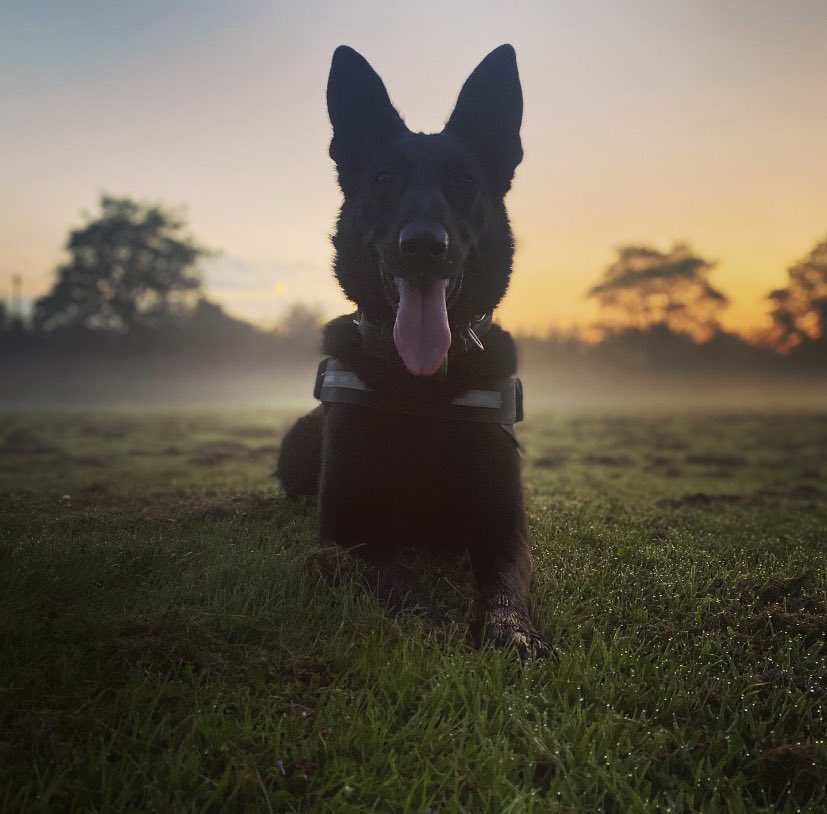 WMPDogs's tweet image. Reports of a male breaking into a property,threatening people with a knife.PD Jets chauffeur spots the male making off in nearby streets.PD Jet has a strong word with the male who decides not to 🏃‍♂️She then uses her 👃🏻&amp;amp; locates the knife used in the offences #1incustody #goodgirl