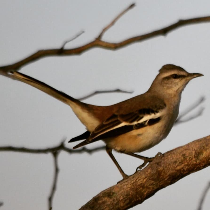 tucky997's tweet photo. Calandria Real (Mimus triurus)😍😍
#avesargentinas #birdsofargentina https://t.co/PniyfQGJYI