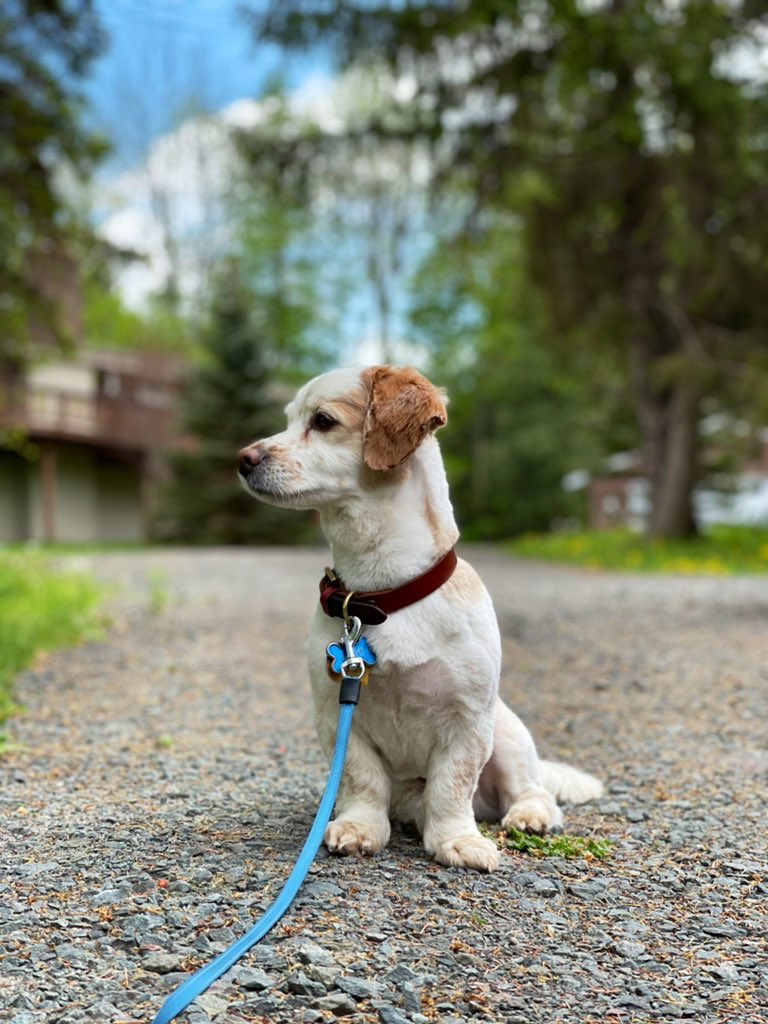 RubinaD's tweet photo. .@Pokemon @netflix if you’re looking for a cute dog to play a role in your live action movie, hit us up on Instagram @ unemployedgoodboi. His name is Loki and has no affiliation with Disney. #pokemon #willworkforsnacks #moneyispreferredtho https://t.co/tfj9DrwP7w