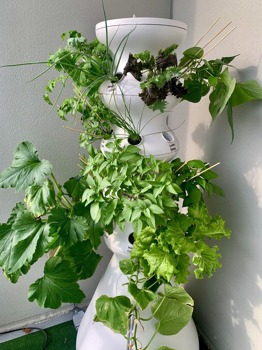 flexeatss's tweet photo. Did you know 5,000 plant species are going extinct way faster than they should due to climate change? My @lettucegrow pot allows me to be in control of what I’m growing &amp; when! Save the earth &amp; grow your own veggies 🌱🤟🏽

#flexeatss https://t.co/DTGeH1jOG6