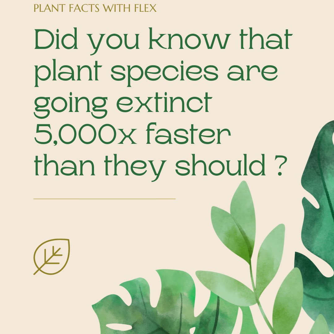 flexeatss's tweet photo. Did you know 5,000 plant species are going extinct way faster than they should due to climate change? My @lettucegrow pot allows me to be in control of what I’m growing &amp; when! Save the earth &amp; grow your own veggies 🌱🤟🏽

#flexeatss https://t.co/DTGeH1jOG6