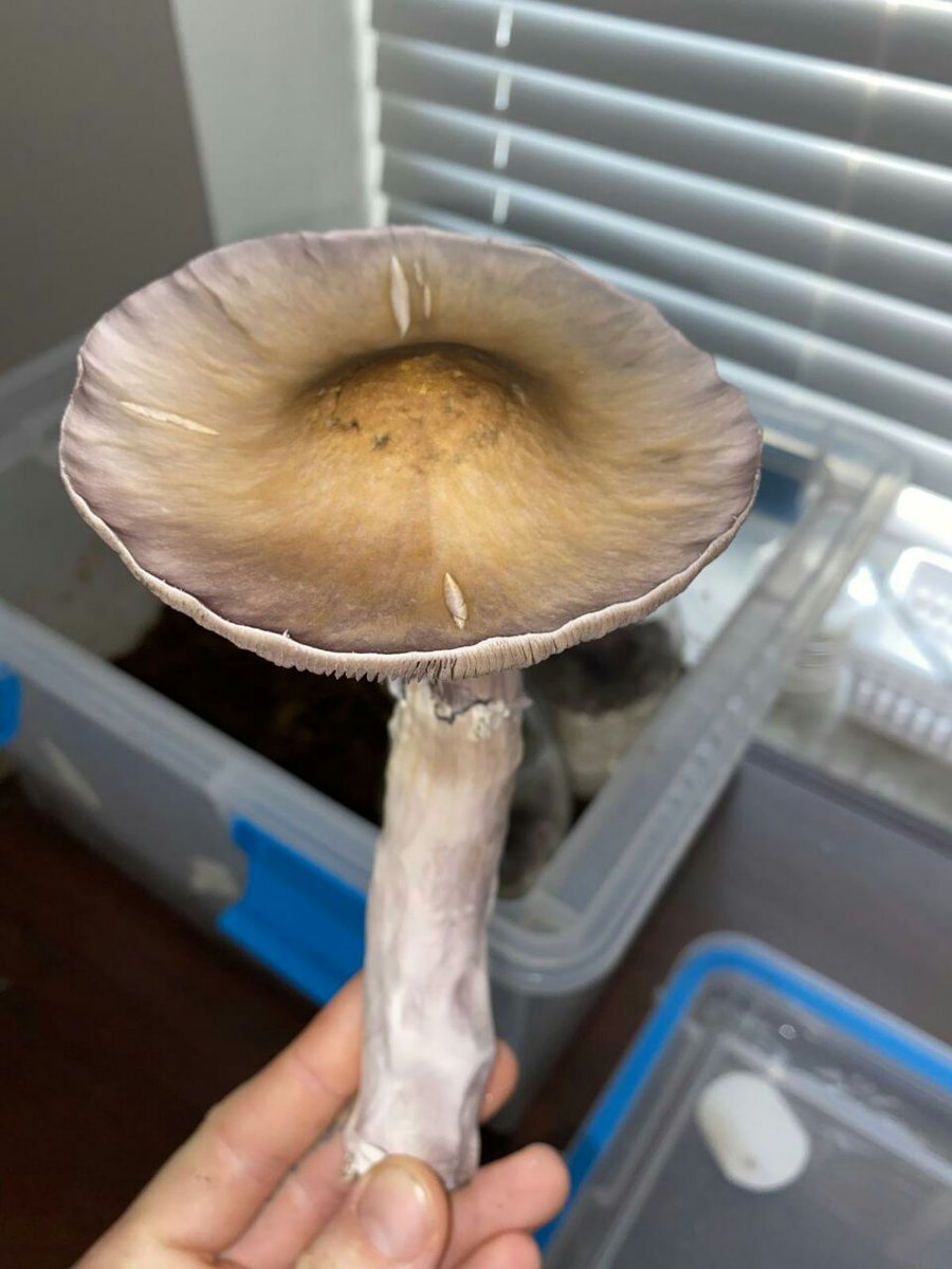 François Hollande (@maxsbruno) on Twitter photo 