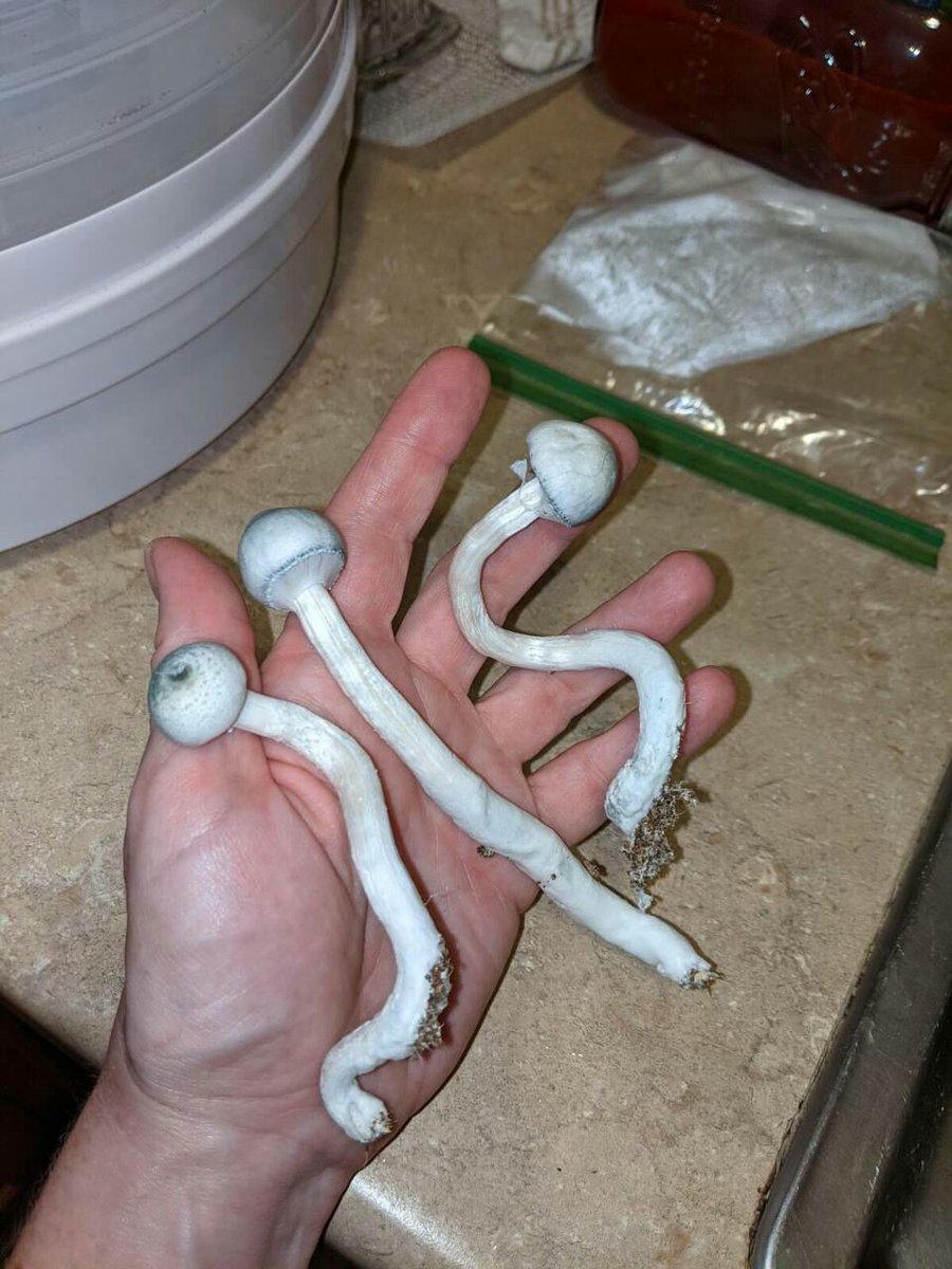 François Hollande (@maxsbruno) on Twitter photo 