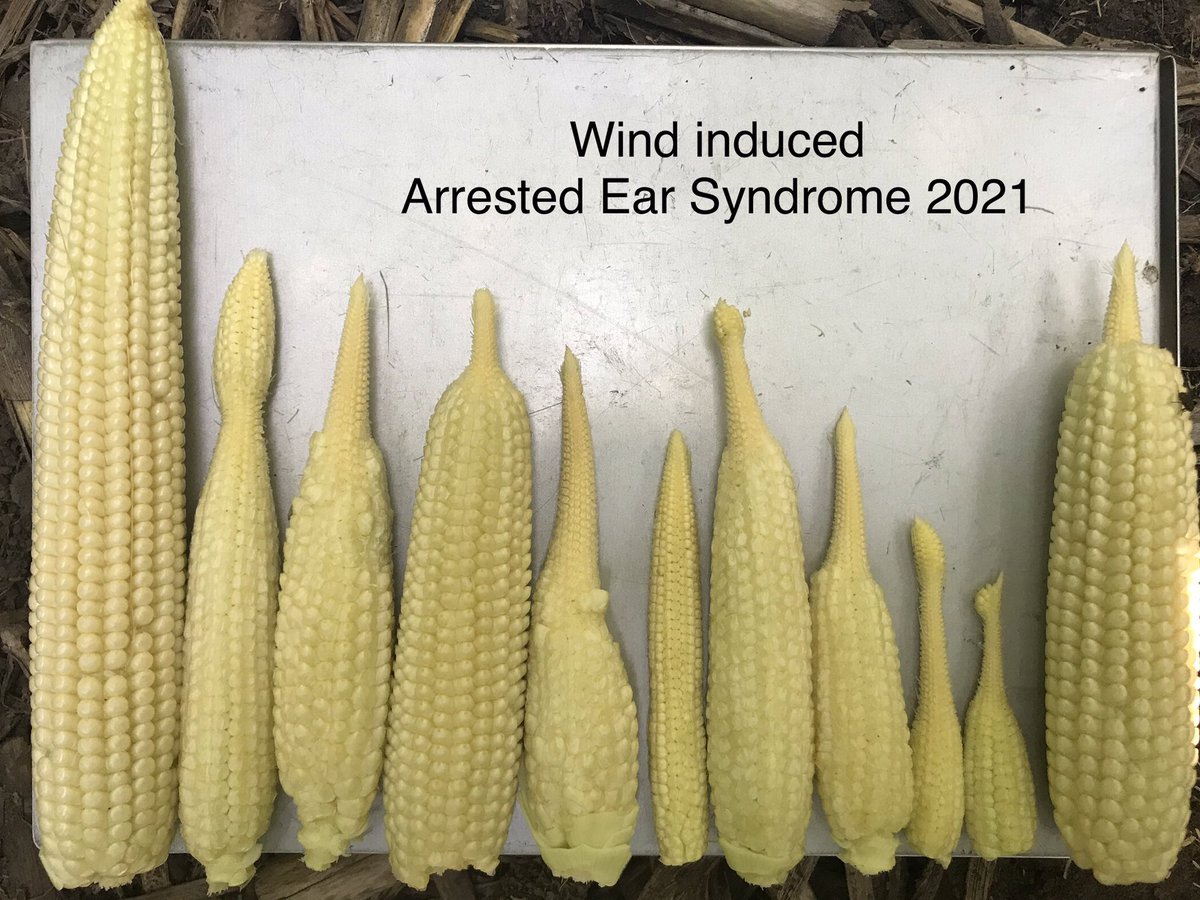 micksterbrau's tweet photo. Arrested Ear Syndrome 2021.  Induced by high wind 1 week pre-tassel. https://t.co/00De9JAr35