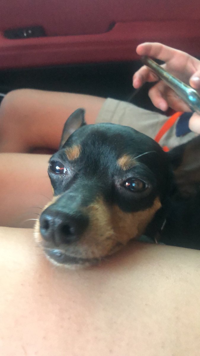 candelalopezv's tweet photo. MI PERRO SE HA PERDIDO ESTA TARDE EN LA ASOMADILLA.
ES NEGRO Y PEQUEÑO CON COLLAR ROJO, RESPONDE AL NOMBRE DE CHANQUETE : 
PIDO POR FAVOR QUE DIFUNDAIS Y SOBRE TODO SI SABEIS ALGO CONTACTAR CONMIGO 
690770880 https://t.co/lJIoFX67jX