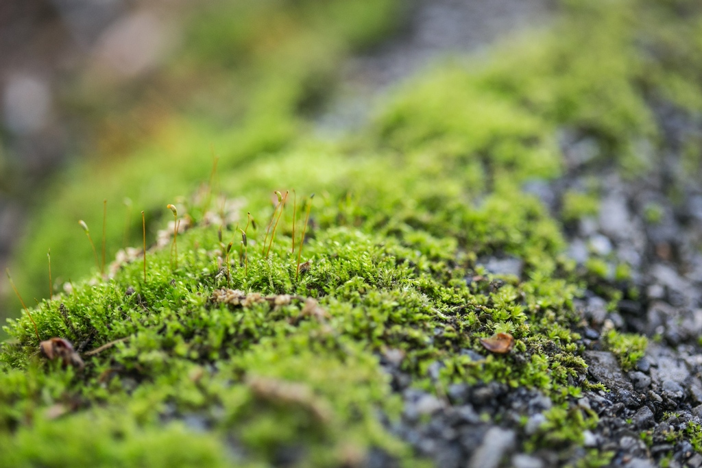 JAGardens's tweet photo. On your next visit to #JenkinsArboretum, remember to take some time to observe life on the forest floor. And don't worry - we won't mind if you need to lay on your belly to spend extra time with a good clump of moss!
Photo: Angelina M. Photography https://t.co/UymttSCTeb