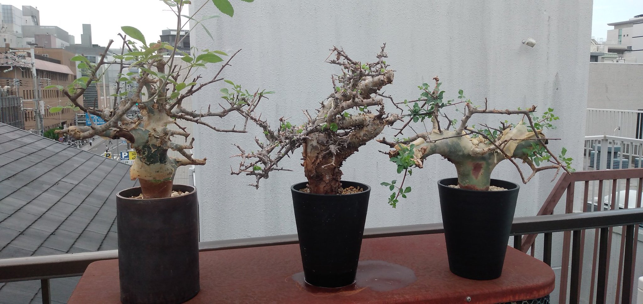 虎次郎@Plants on X: 