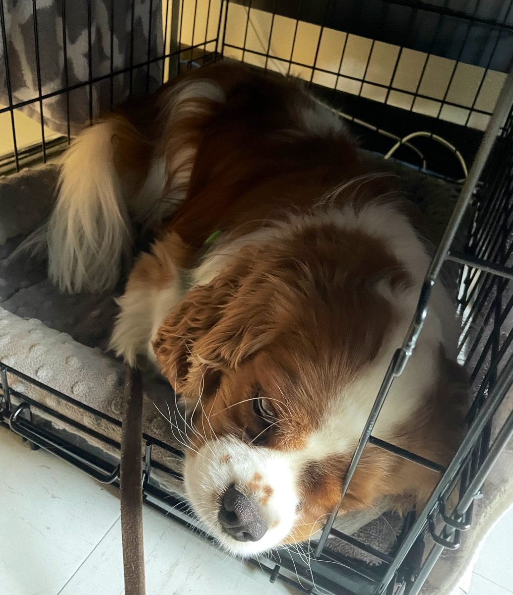 Went to campus with Momma to werk. Momma proud of me. I met & greet from toddler 2 oldster. Went meeting of postdoctorate scholars. A little disappointed. They had nice lunchies but no one dropped nor shared food. Momma fed me. I went right to resting in my crate as Momma werk.