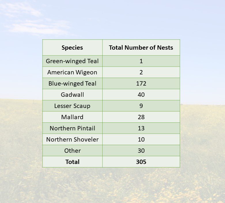 RealDuckTails's tweet image. Here is our #species breakdown of nests located this summer! Our most common nest was #BWTE with a total of 172 nests! The second most common was #GADW with 40 nests!  

Can you guess what bird species we found that would have fallen into the “other” category?