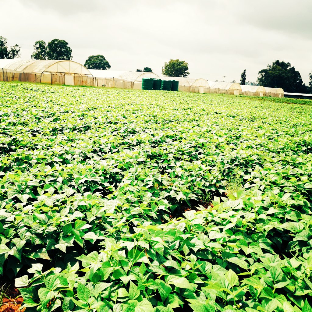 Success is no accident. It is hard work, perseverance, learning, studying, sacrifice and most of all, love of what you are doing or learning to do.🌱🌱🌱🌱🌱🌱🌱🌱🌱🌱🌱🌱🌱🌱🌱🌿🌿🌿🍀🍀☘️☘️☘️<a href="/foodformzansi/">Food For Mzansi</a> <a href="/madlaba83/">ndela farming</a> <a href="/niscfarms/">Noma Jay</a> <a href="/MbaliNwoko/">Mbali Nwoko</a> <a href="/FarmersWeeklySA/">Farmer's Weekly</a> <a href="/FoodLoversMkt/">Food Lover's Market</a>