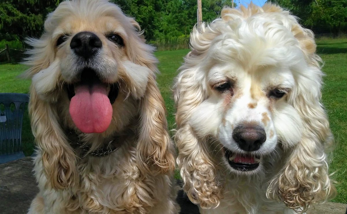 foxandthehounds's tweet image. #PVCastingCall2021 
LOLA and LUNA 
Puppy mill rescues - 
Living the good life now!