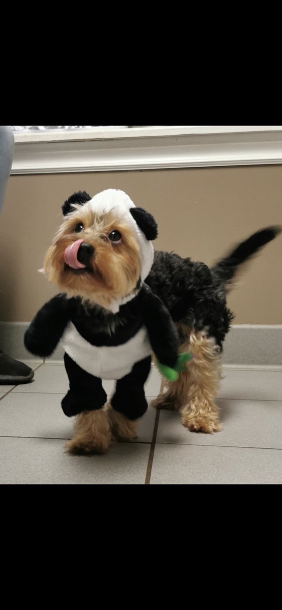 Megan__Bernard's tweet image. #PVCastingCall2021 Phillips First cleared Vet visit on Halloween after suffering some pretty serious medical issues where he almost didn’t make it, and that was also the day we found out he wouldn’t have any long standing medical issues from what had happened