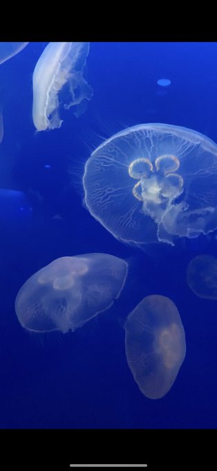 くらげ 高画質 のtwitterイラスト検索結果 古い順