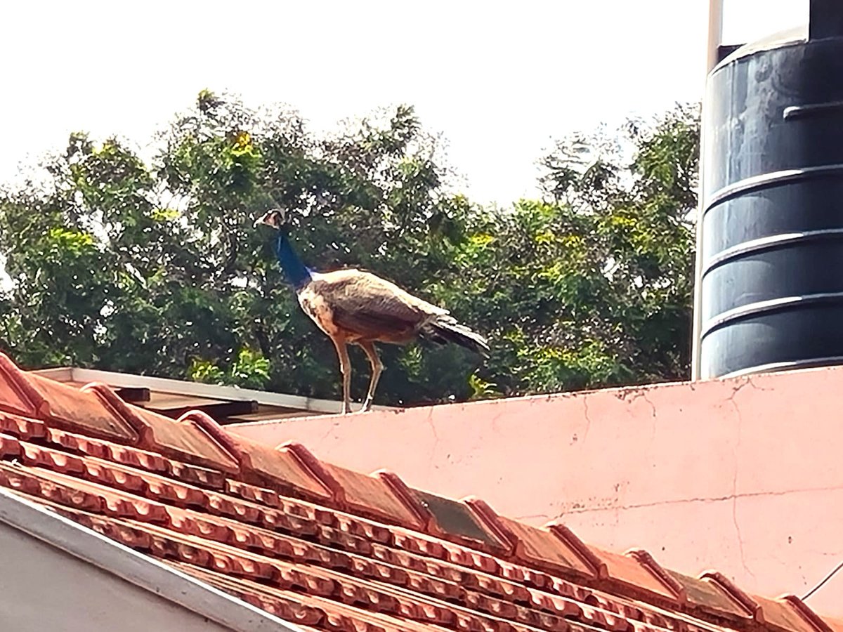 MeenaDasNarayan's tweet photo. Truly Blessed! Two days back at https://t.co/4RKle7x5k2 this beautiful peacock descended on my house, I did not know it, my neighbour clicked pictures and sent me, I could not believe my eyes! #SignsofGod https://t.co/YdYtZY8KaV