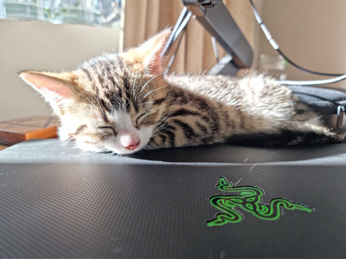 ReefJamesIRL's tweet photo. Meet my new little work mate. Fyi, @Razer laptops make for really nice kitten beds. https://t.co/USKqsGHY6J