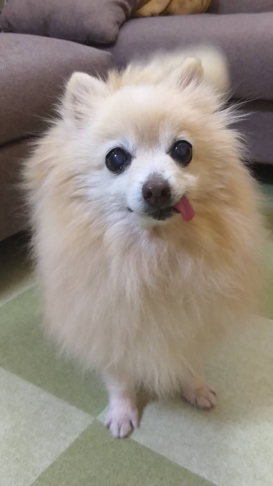 みやつち やえ 令和３年度 動物愛護週間ポスターコンクール にて 私のポスターが優秀賞に選ばれました T Co Zuoy2yd1xu 大好きな動物のコンペで受賞出来てとっても幸せです すべての動物たちが幸せになれますように そして動物関係の