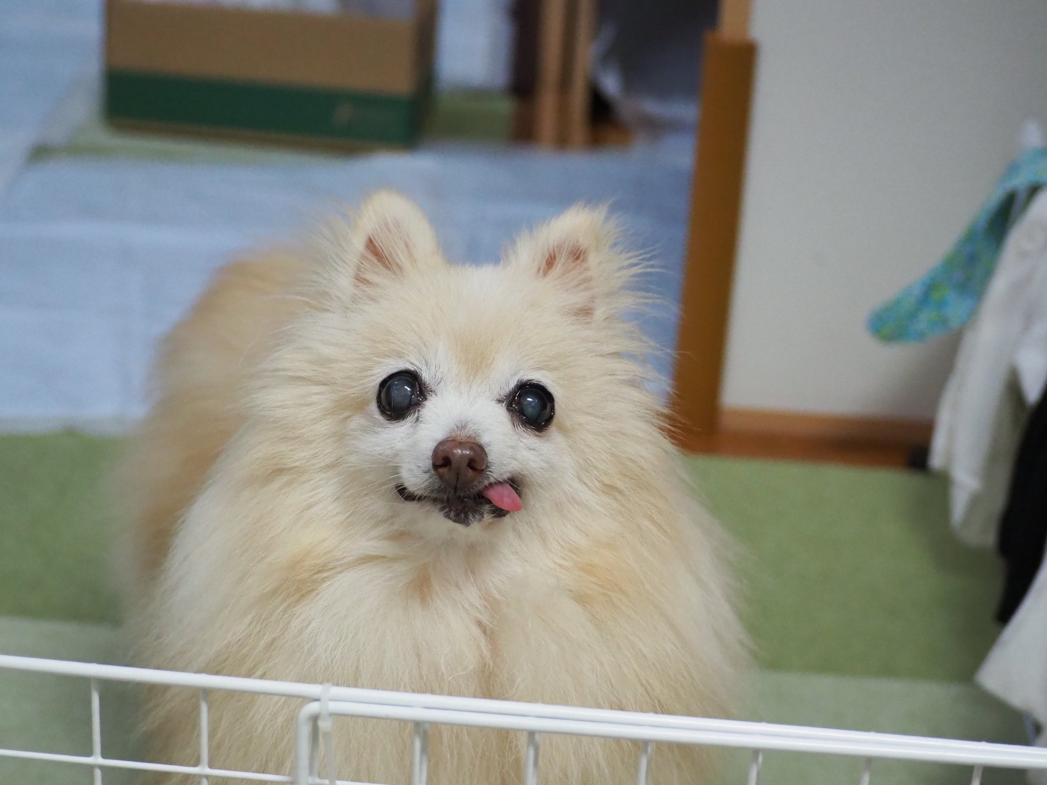 みやつち やえ 令和３年度 動物愛護週間ポスターコンクール にて 私のポスターが優秀賞に選ばれました T Co Zuoy2yd1xu 大好きな動物のコンペで受賞出来てとっても幸せです すべての動物たちが幸せになれますように そして動物関係の