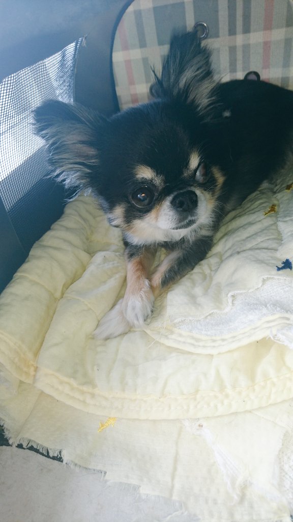 Kairikikoyu Kai Twitter