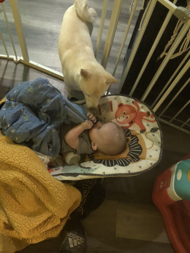 RafiTheShibaInu's tweet photo. goodnight from my sweet boys! #rafitheshibainu checking in on the baby of the family! standard #DoOnlyGoodEveryday #doge #dogecoin #dogefamily #dogelifestyle #shibainu @elonmusk canβt wait for #floki #sweetestdogs #loyal #justlikehodlrs #hodl https://t.co/huN6zQfpmb