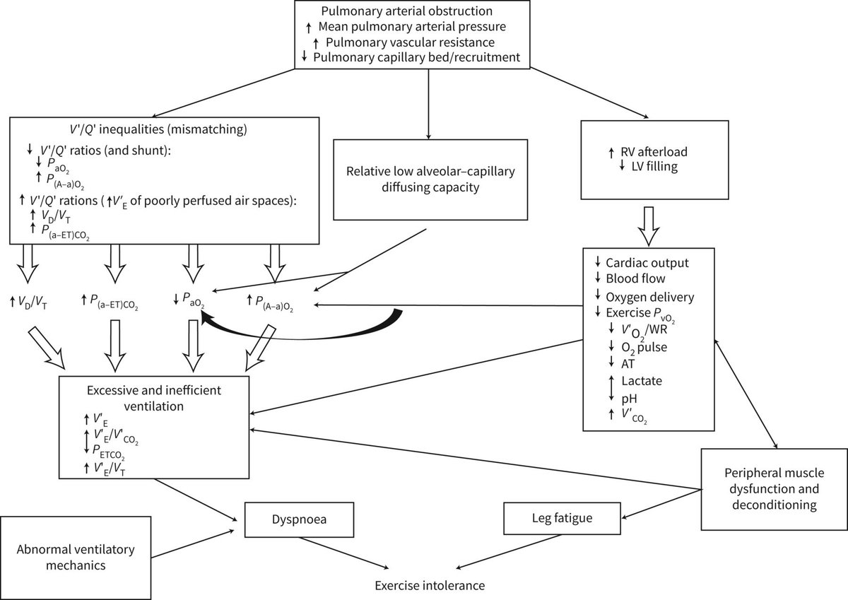 Ventilatory inefficiency is a hallmark feature of PH that reflects abnormal ventilation/perfusion matching, chemosensitivity and an altered CO2 set-point. Minute ventilation/CO2 production is useful in the diagnosis, management and prognostication of PH. bit.ly/3jnNdUG