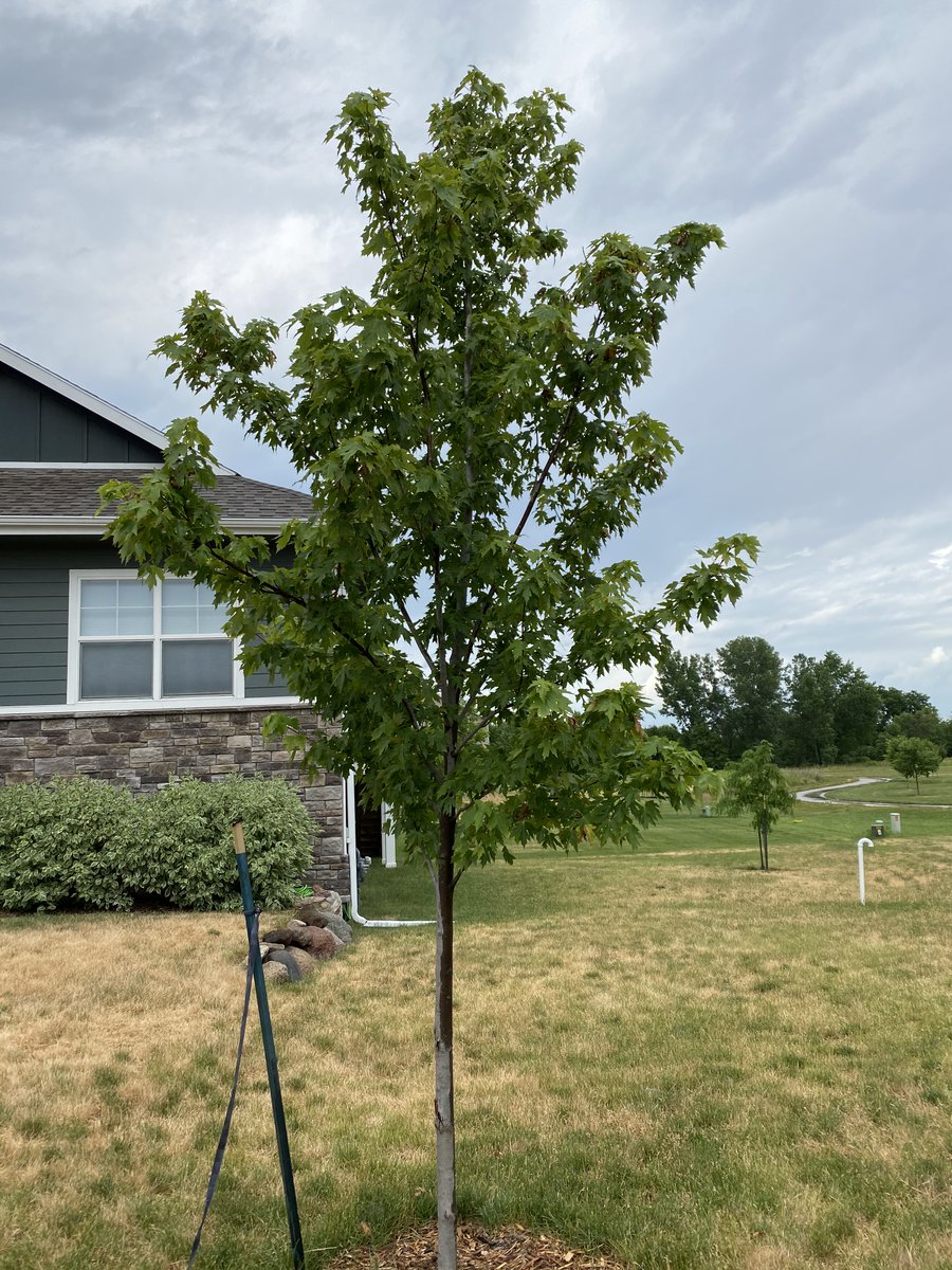 OlsonTreeCare's tweet photo. Finally a Tree Replacement Program for those who lost a tree in the Derecho in Iowa 2020.

https://t.co/o3h6jAdcJI https://t.co/XocqNhE7dB