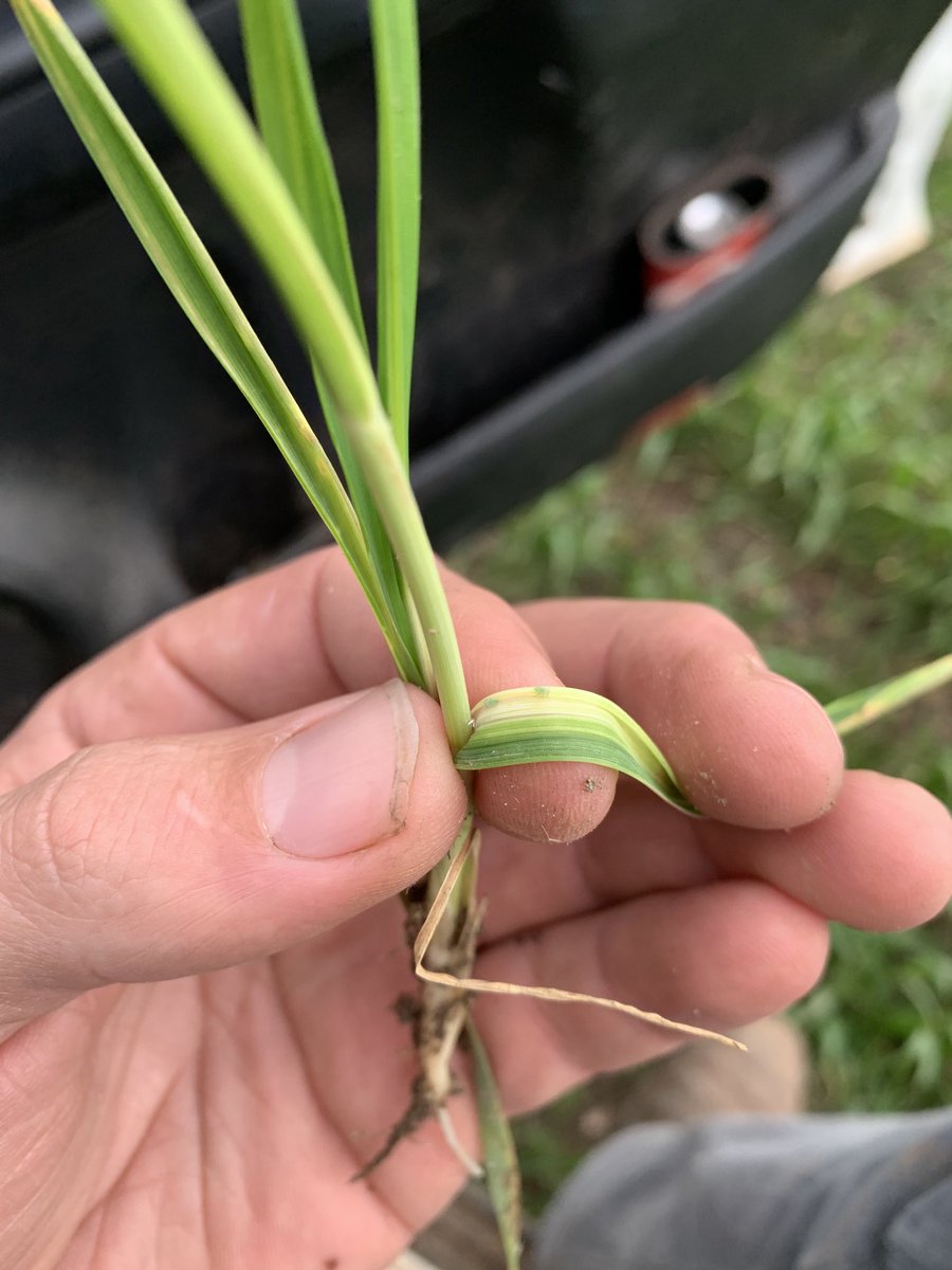 Forgot about these fellas, you know when the grower hasn’t applied seed dressing 😬 #rwa