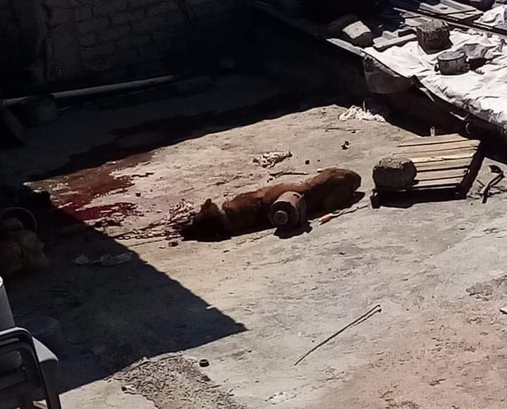 Pidamos a <a href="/FiscaliaEdomex/">Fiscalía Edoméx</a>  No deje caso impune/ meta presa a familia q ayer salvajemente mató a golpes a su perro(caso Tlalnepantla, Col. La Blanca). Y firma petición: chng.it/ygfy8vZS77
<a href="/alfredodelmazo/">Alfredo Del Mazo</a> <a href="/propaem_sma/">PROPAEM</a>
m.facebook.com/groups/5245649…
#NoAlMaltratoAnimal #TodaVidaVale