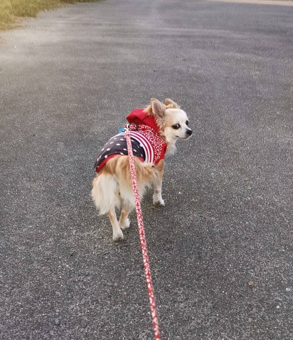 ★KORO★ tweet media