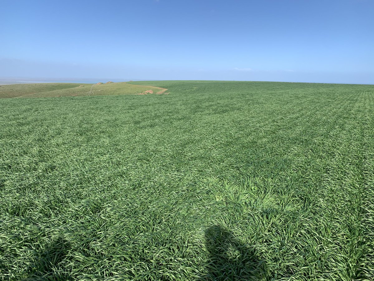 Barely rep the seed back on this in 2020. 2021 thinking about growth regs?? 😁 #flying_along #compass