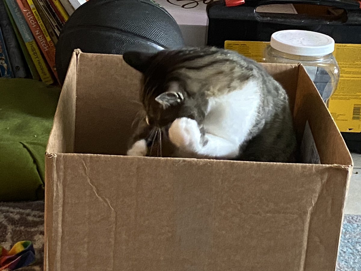 MaukCmauk1's tweet photo. Greyson loves him some box. #catsoftwitter #boxkitty https://t.co/aEUJtQvgLm