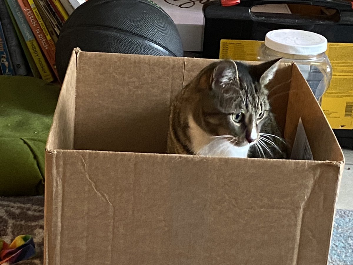 MaukCmauk1's tweet photo. Greyson loves him some box. #catsoftwitter #boxkitty https://t.co/aEUJtQvgLm