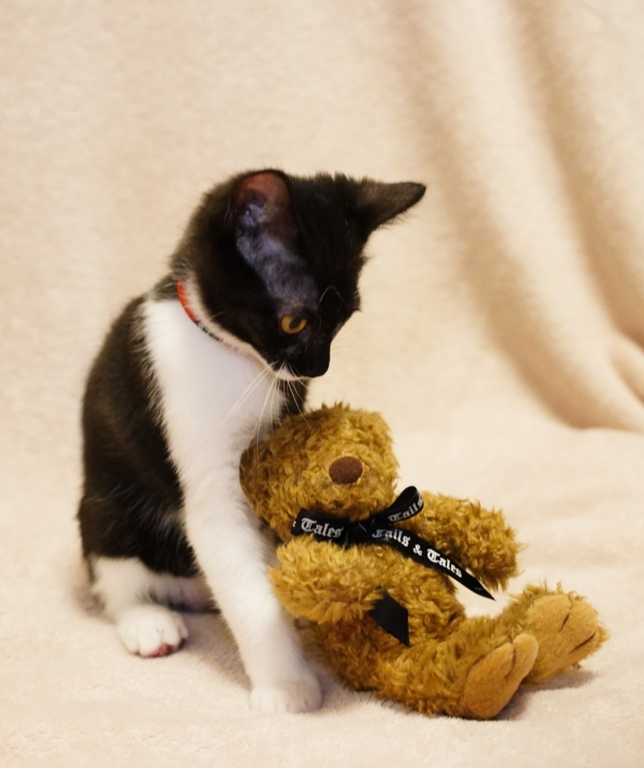 青木悠 Animation Aoki Twitter 青木悠 Animation Aoki Twitter