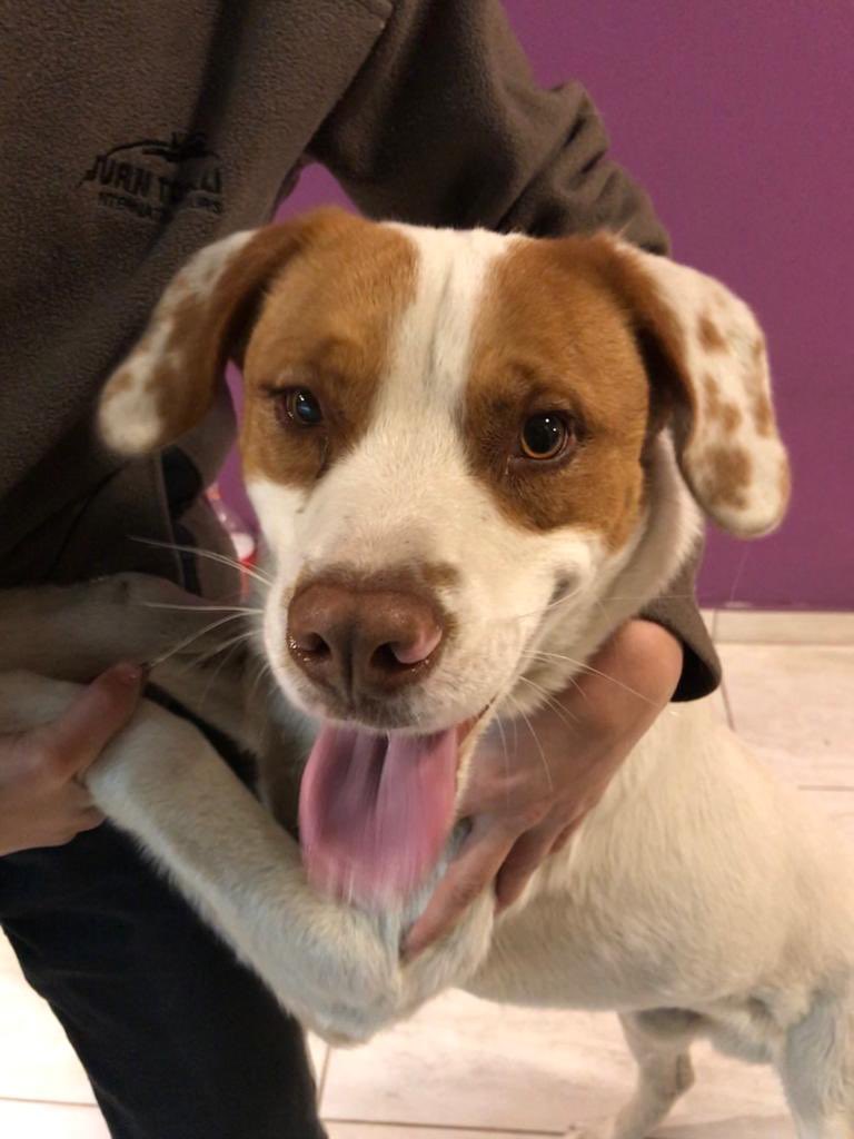 vvvalenttt's tweet photo. me ayudan difundiendo? lo encontré recién, zona Ruta 20. Está limpito, es buenaso y apareció hoy. Tiene que tener dueño 🥺 PORFA DIFUNDAN https://t.co/G6P0IXO73P