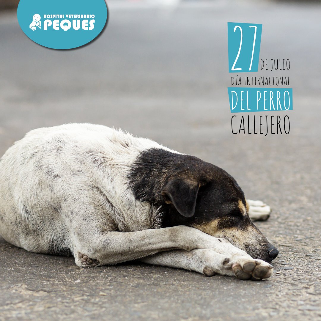 Hospitalpeques's tweet photo. México se ubica en el primer lugar en Latinoamérica con la mayor población de perritos en condición de calle. El día de hoy se conmemora para crear conciencia de la gravedad de este problema y tomar acciones para su solución. #HospitalVeterinarioPeques https://t.co/NJKuBQsWt2
