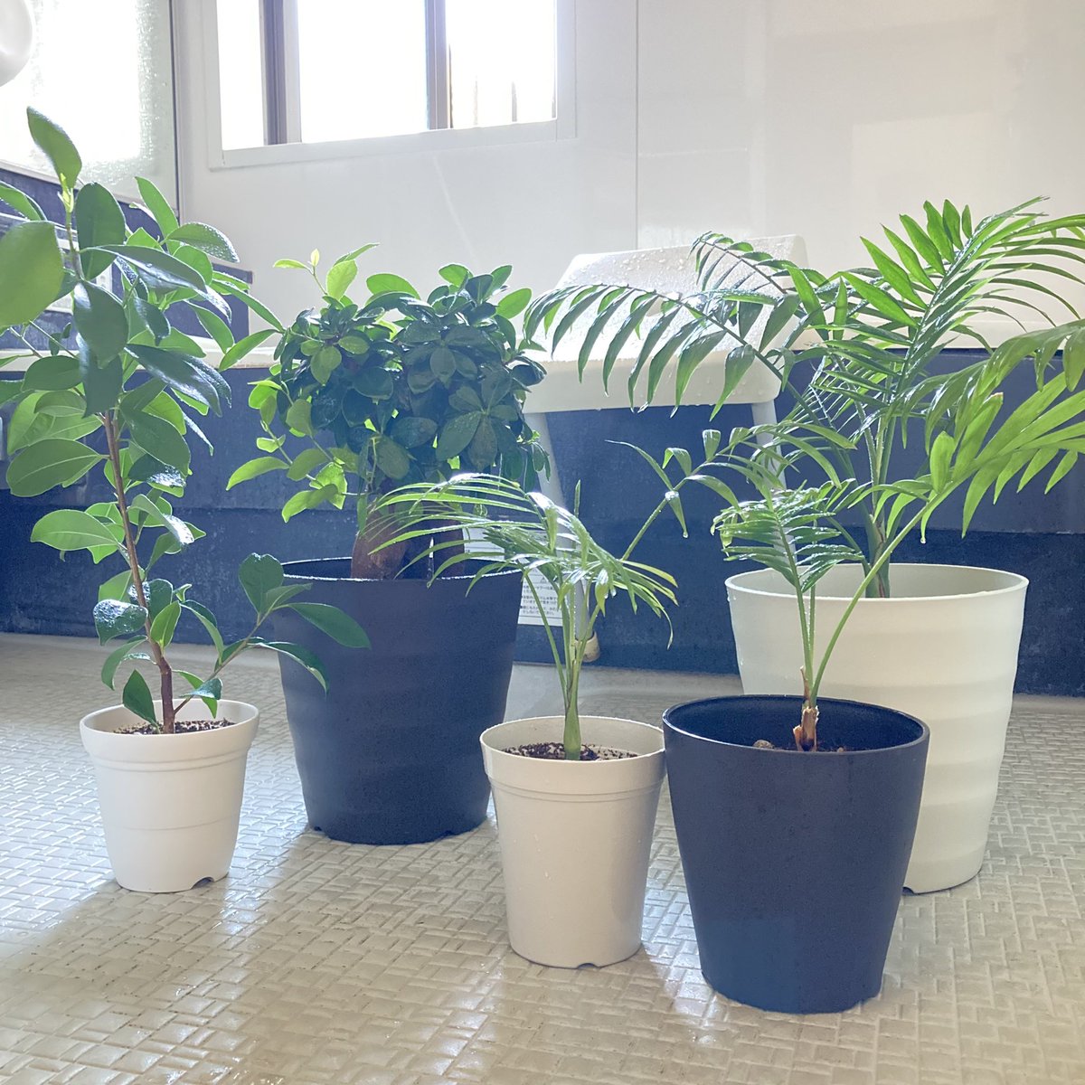 Rittan على تويتر 我が家の葉っぱ隊 お風呂場で水やりします 観葉植物 ガジュマル テーブルヤシ