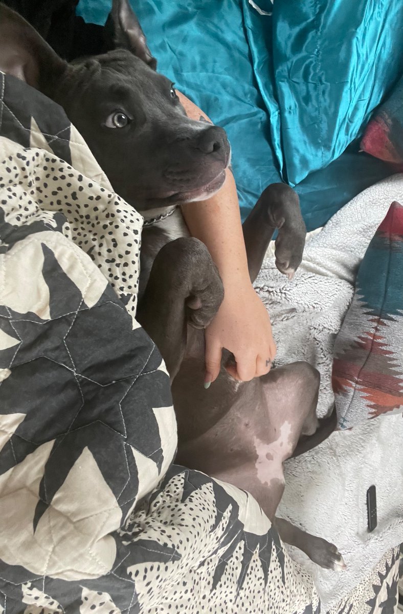 liljuicyjenn's tweet photo. “banning pit bulls makes people safer” “pit bulls are bred for fighting” “pit bulls will always be violent” “pit bulls frequently turn on their owners” https://t.co/PVaIrkdUYN