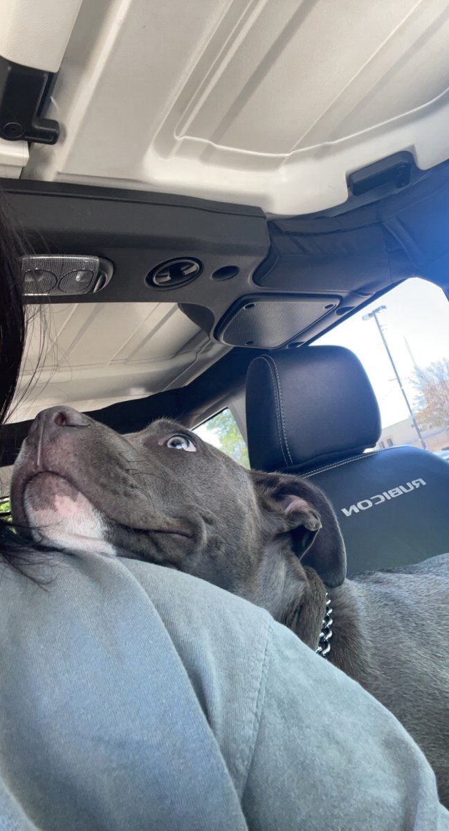 liljuicyjenn's tweet photo. “banning pit bulls makes people safer” “pit bulls are bred for fighting” “pit bulls will always be violent” “pit bulls frequently turn on their owners” https://t.co/PVaIrkdUYN