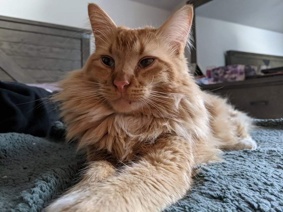 littlemanbubs's tweet photo. Hi I’m Bubs and I like snug https://t.co/84PreoGWbR